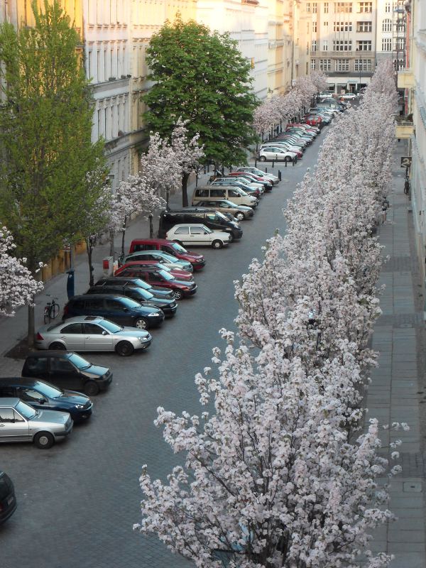 Japanische Kirschbäume erblühen in der Lottumstraße